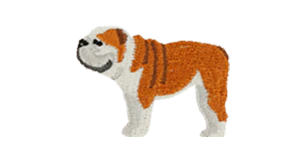 English Bulldog